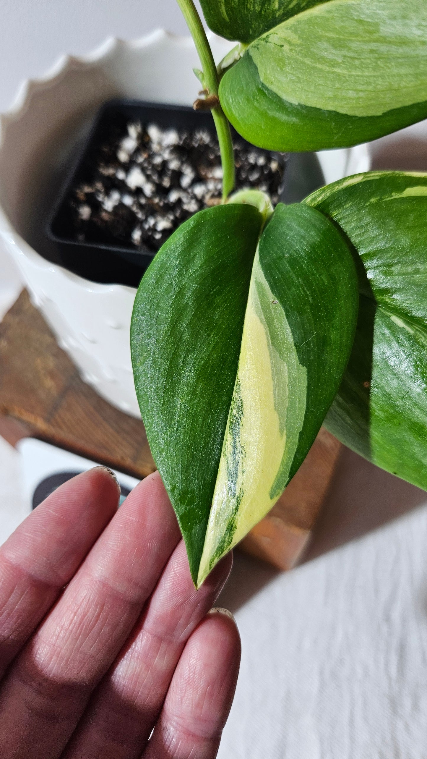 Scindapsus Rubicon (SCI-989)