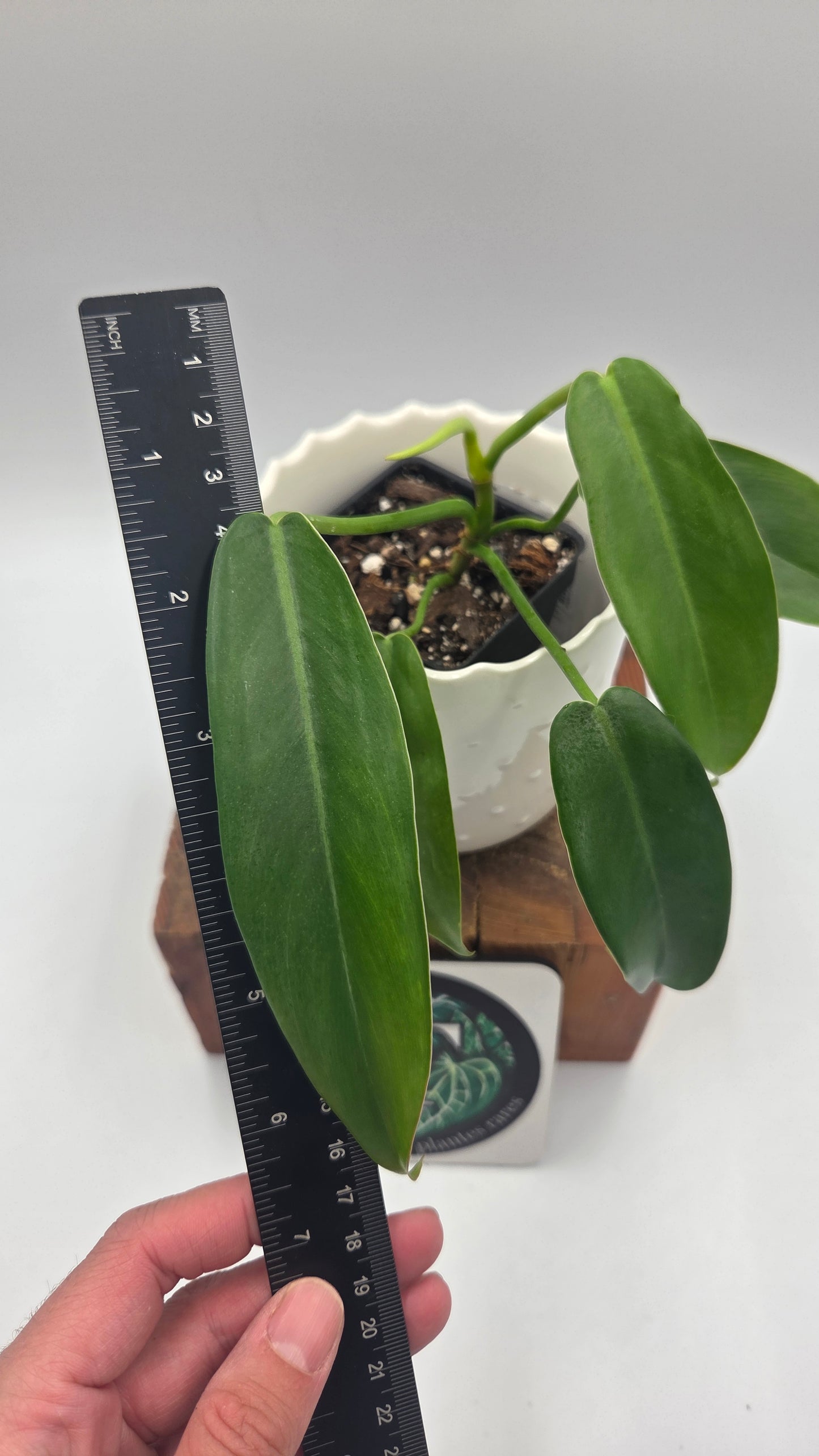 Philodendron Jerryhorne (PHI-551)