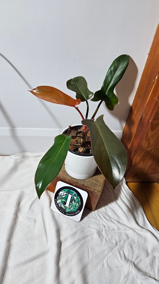 Philodendron Florida Bronze (PHI-386)