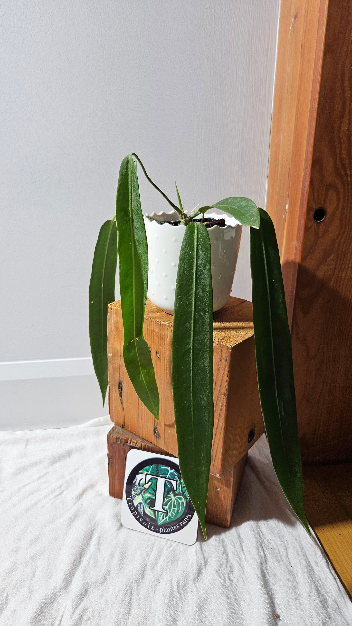 Anthurium Pallidiflorum "format MOYEN/LARGE"(ANT-600)