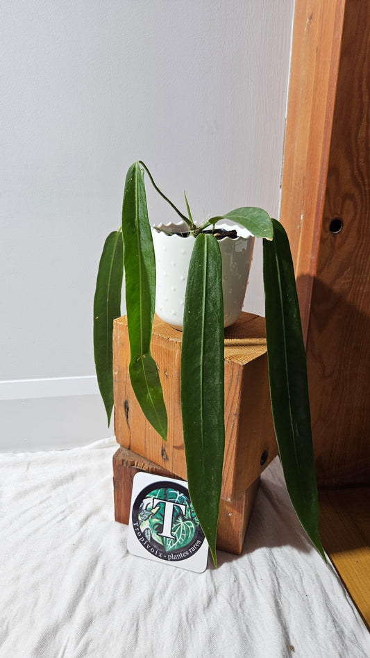 Anthurium Pallidiflorum "format MOYEN/LARGE"(ANT-600)