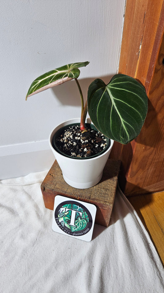 Philodendron Gloriosum Zebra (PHI-783)