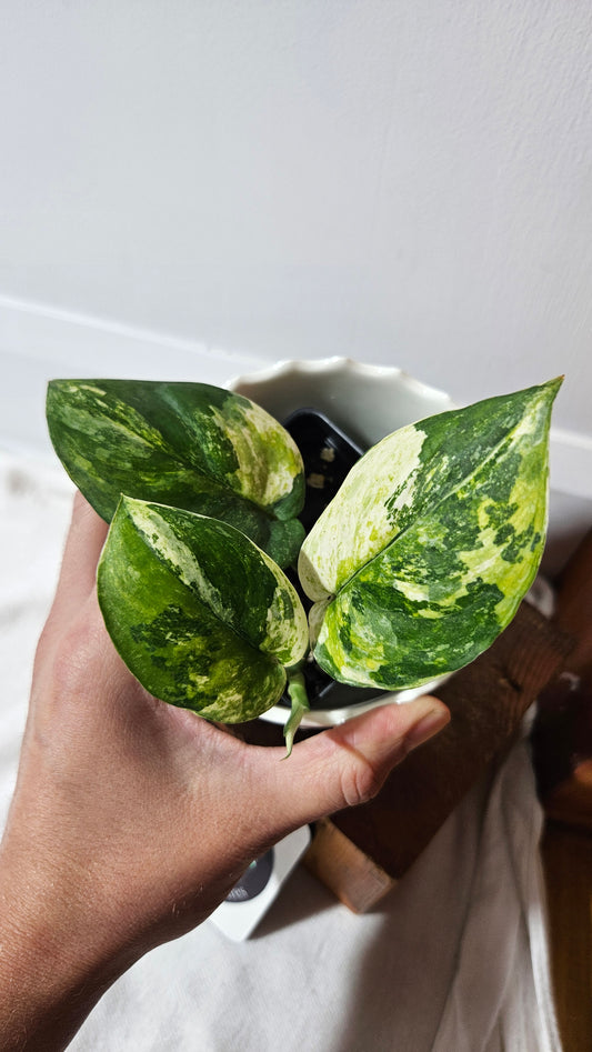 Scindapsus Dark satin Tricolore (SCI-1042)