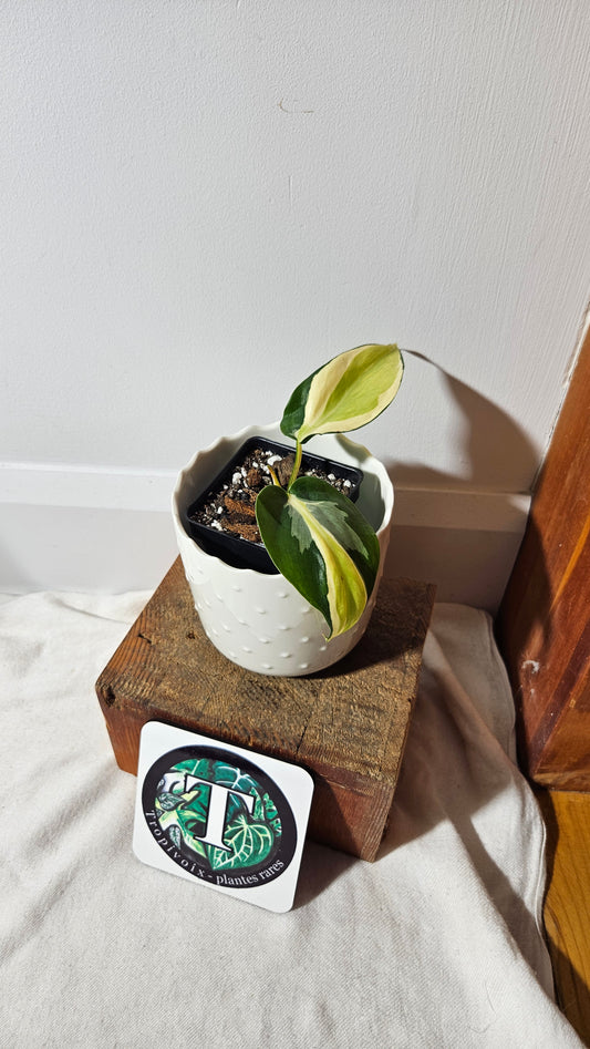 Philodendron Hederaceum Silver Stripe (PHI-736)