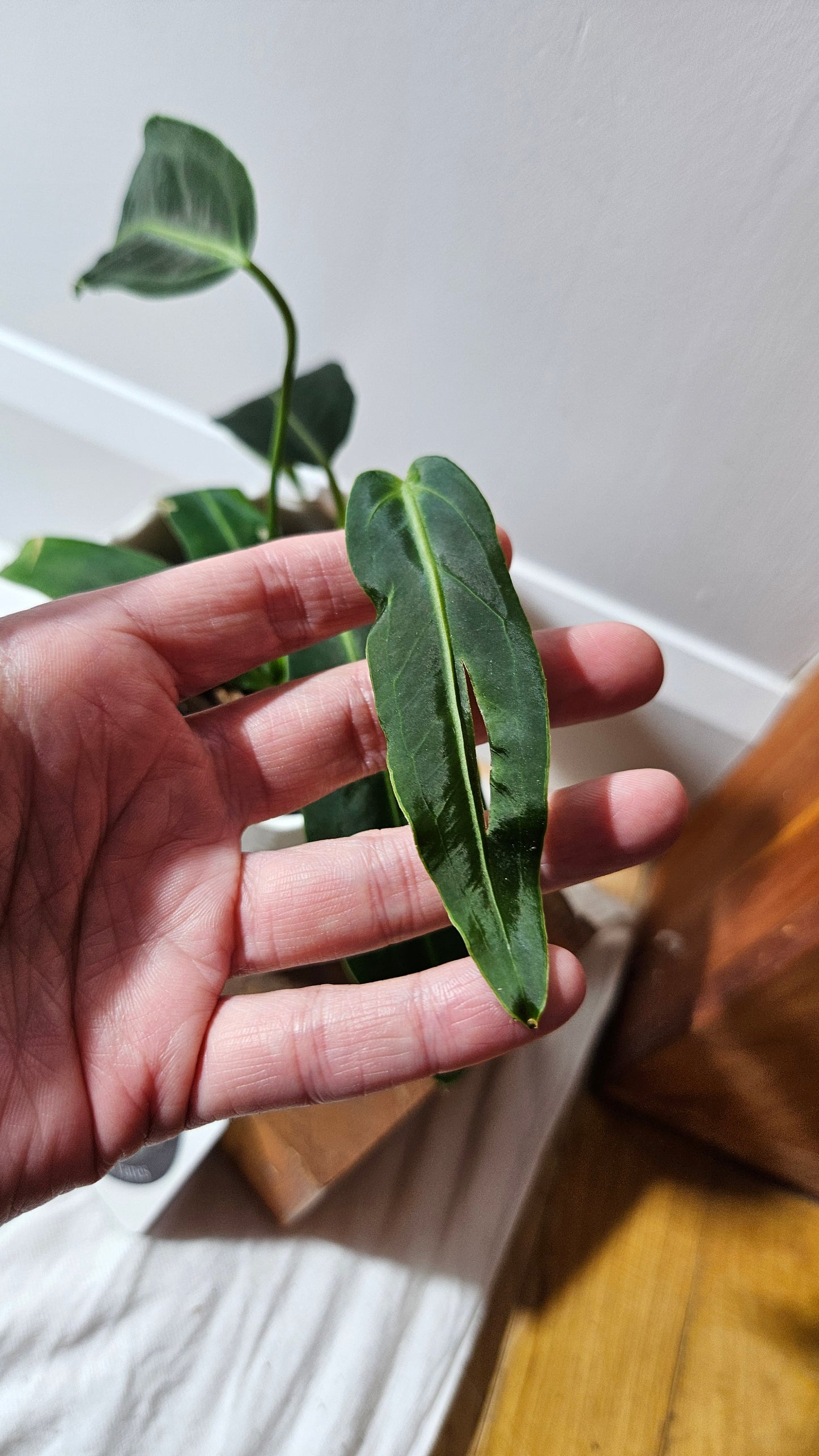 Anthurium Warocqueanum Dark "format MOYEN"(ANT-605)