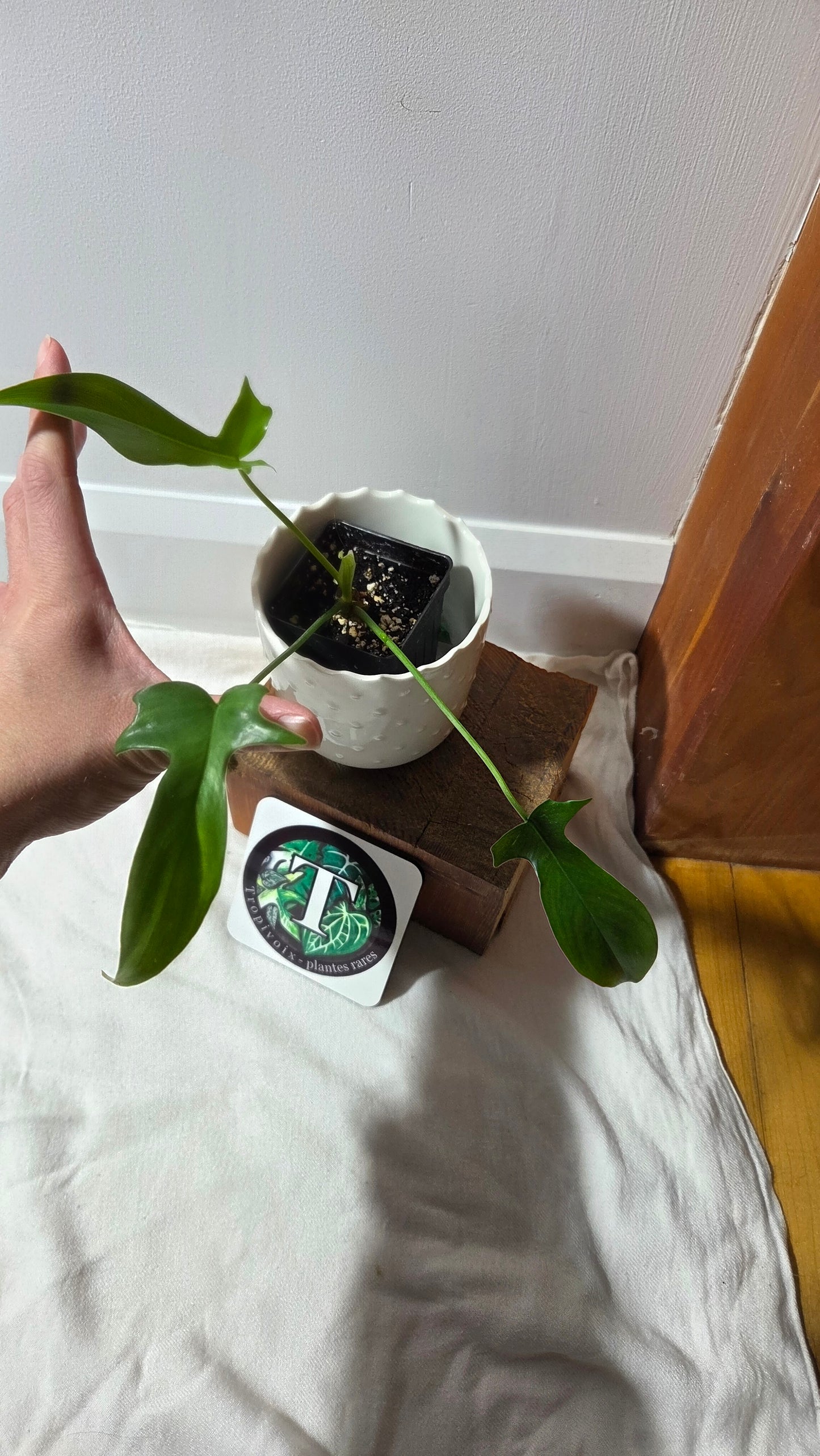 Philodendron Gladhands (PHI-959)