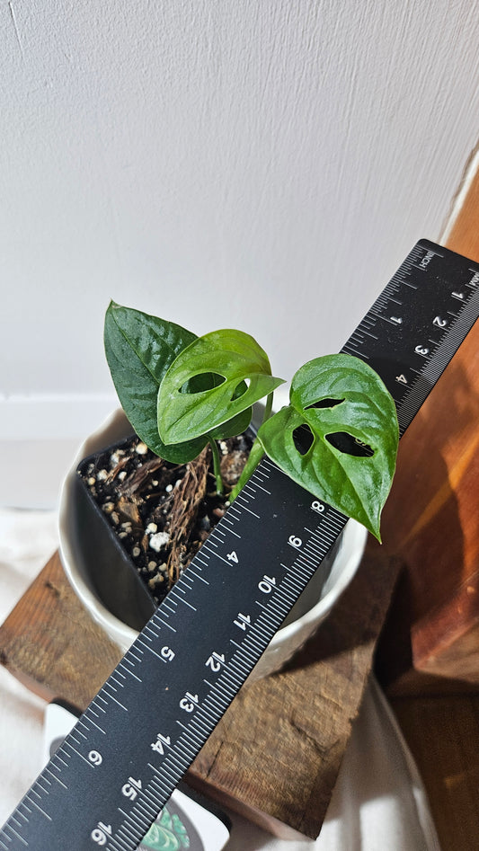 Monstera Obliqua Aff Zamora (MON-405)