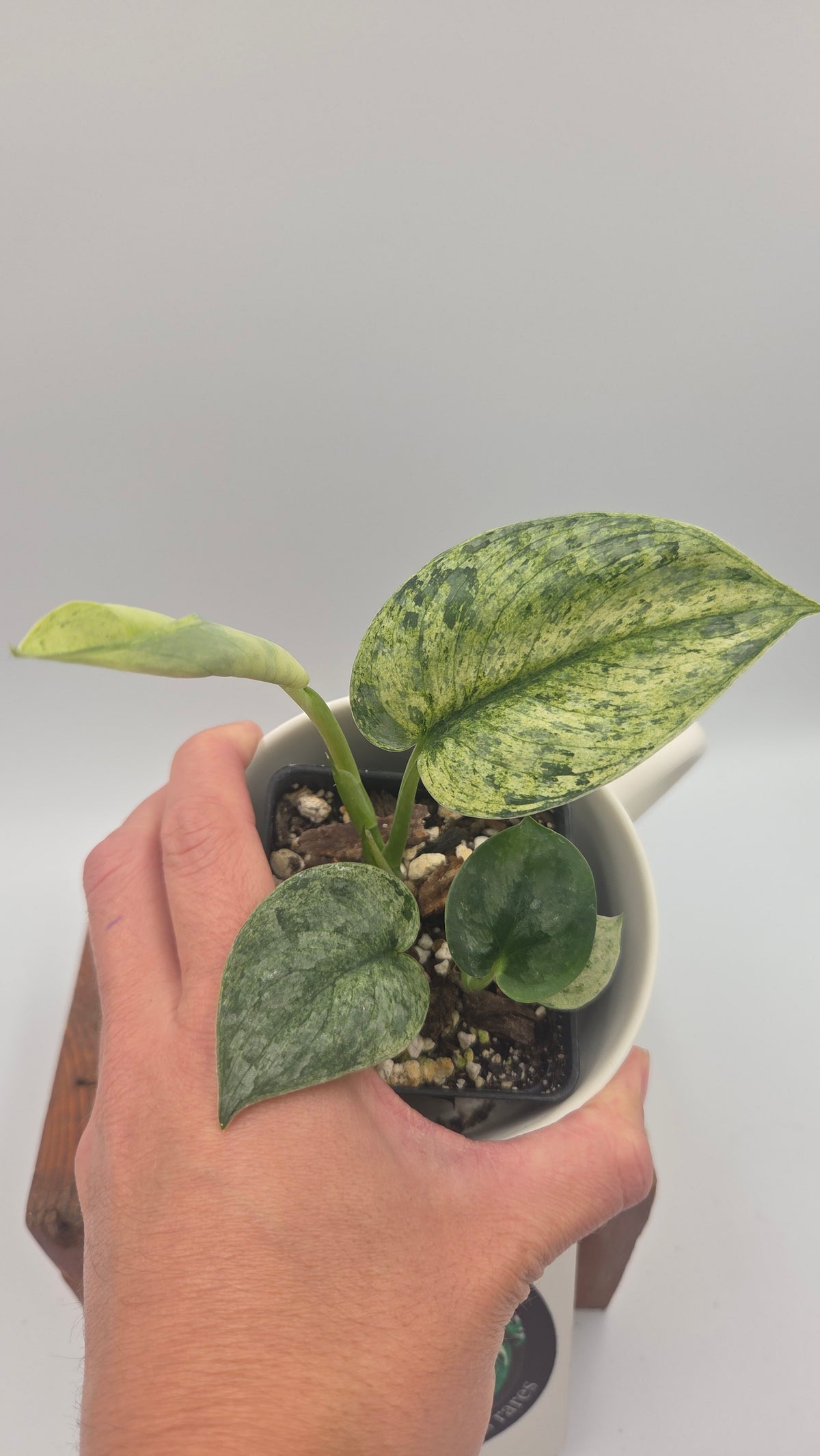 Scindapsus Silver Cloud mutation (SCI-1525)
