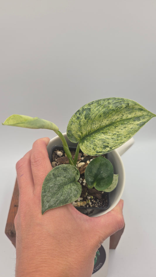 Scindapsus Silver Cloud mutation (SCI-1525)