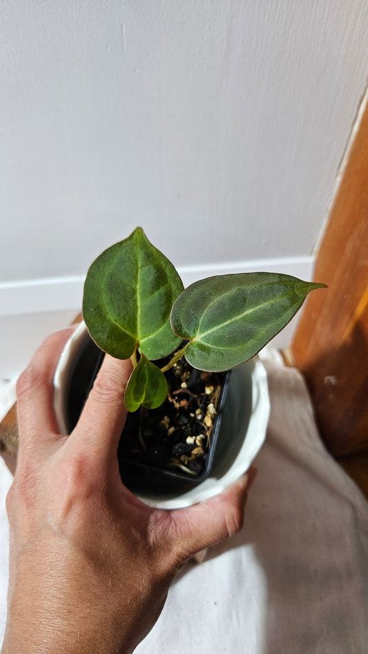 Anthurium  Blue Papillilaminum x Papillilaminum Xone "format PETIT" (ANT-519)