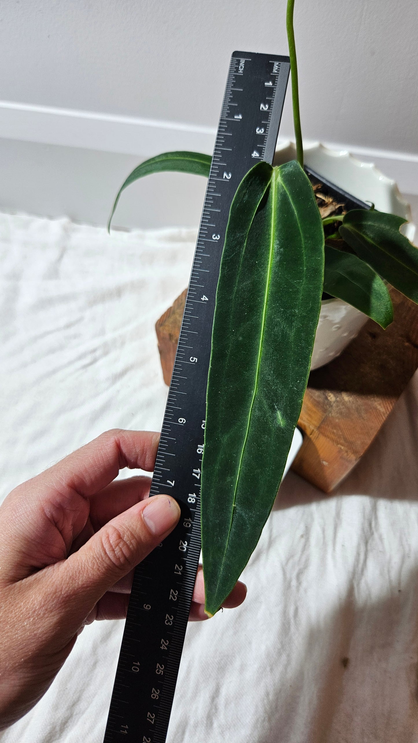 Anthurium Warocqueanum Dark "format MOYEN"(ANT-604)