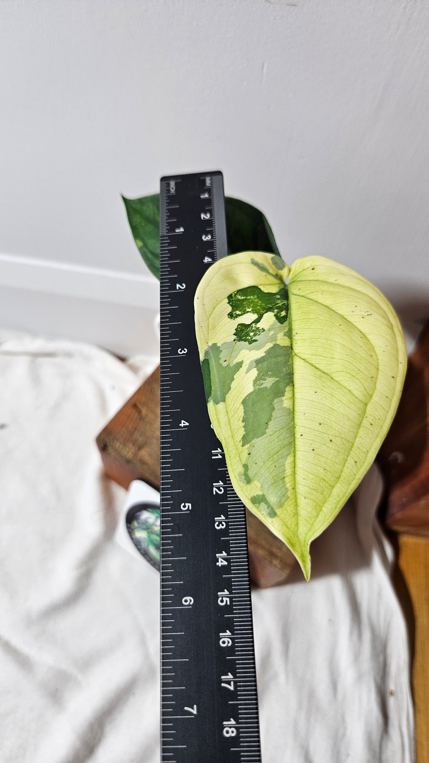 Syngonium Chiapense Albo (SYN-480)