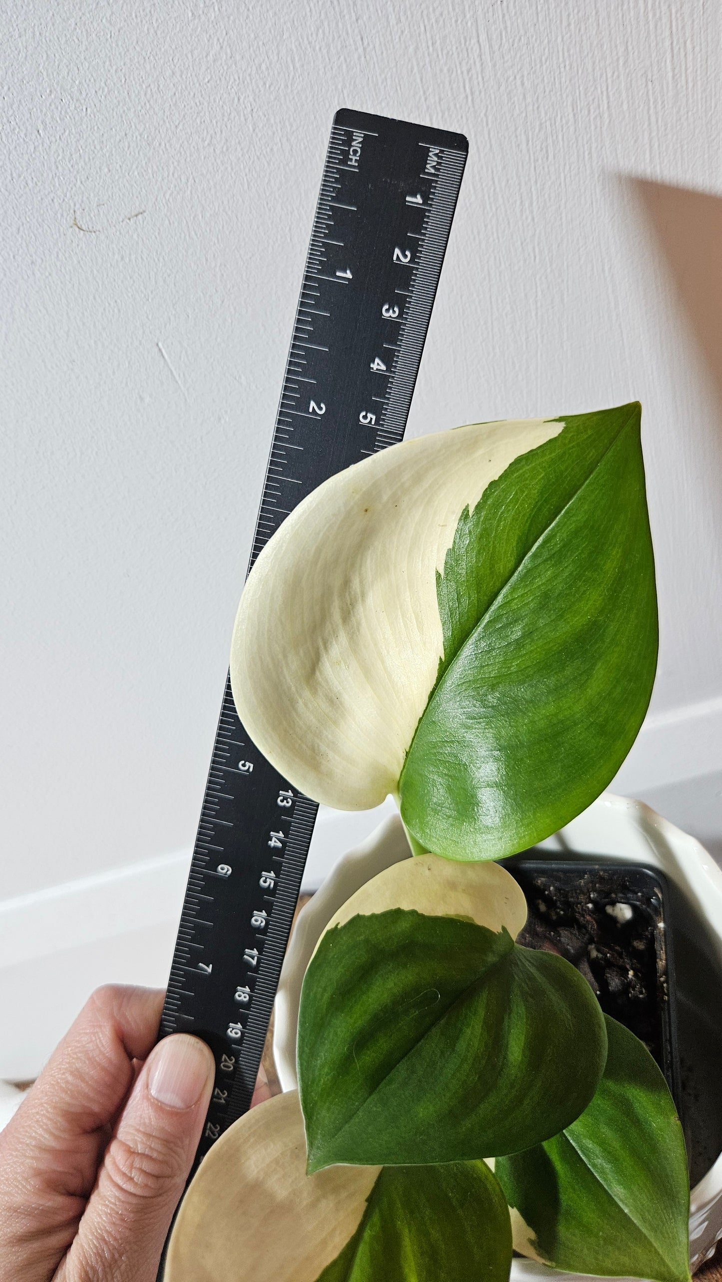 Scindapsus Moonlight Albo (SCI-976)