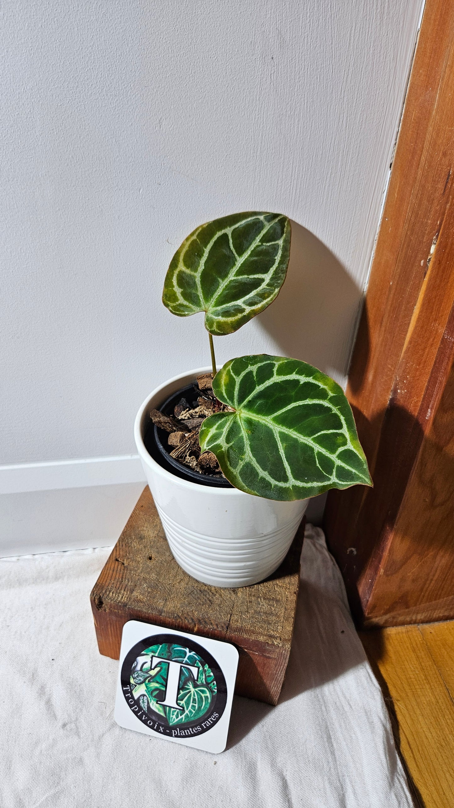 Anthurium  Crystallinum "format PETIT" (ANT-009)
