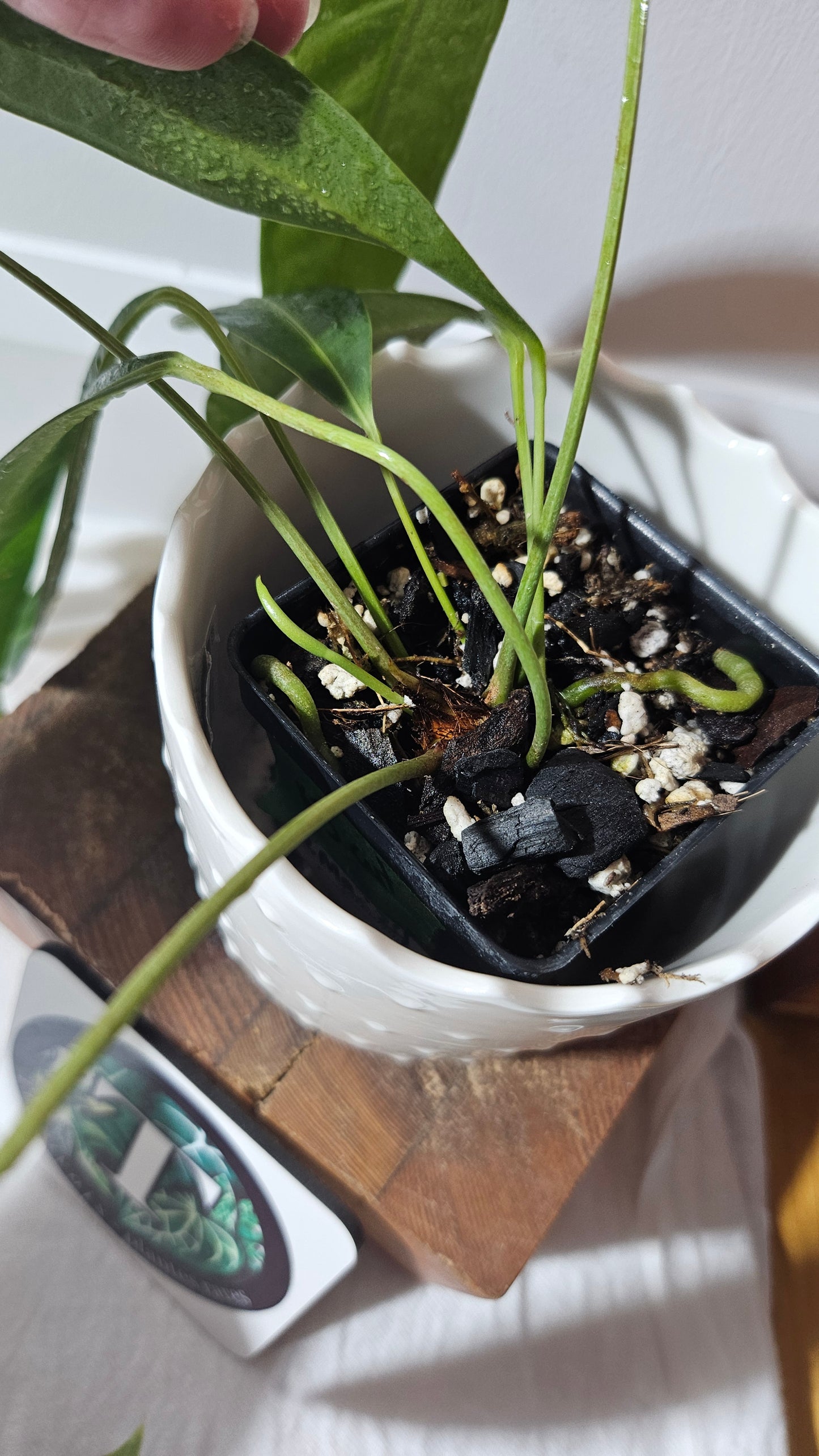 Anthurium Wendlingeri Aff "format MOYEN" (ANT-569)