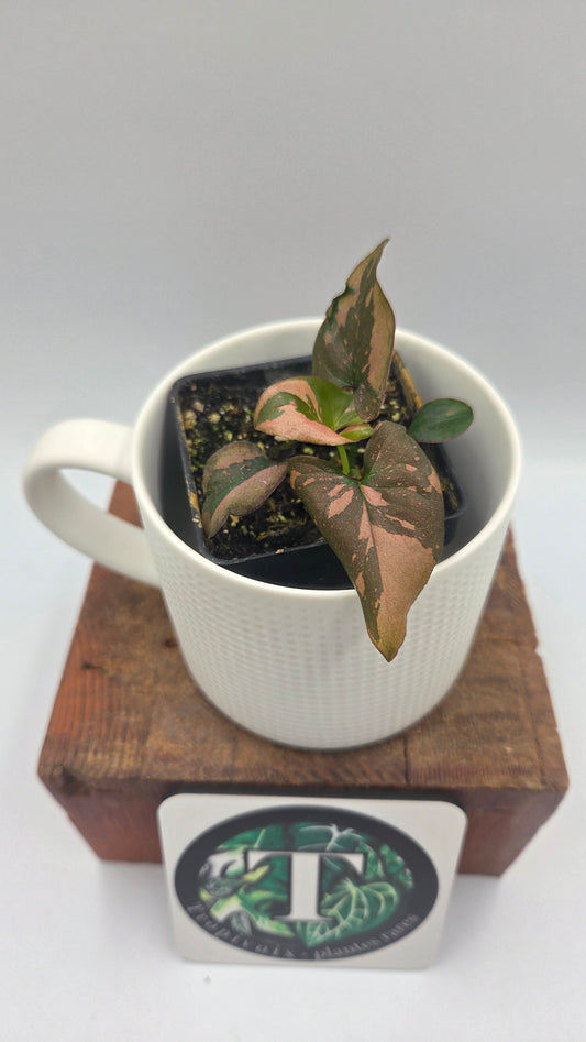 Syngonium Pink Splash (SYN-284)