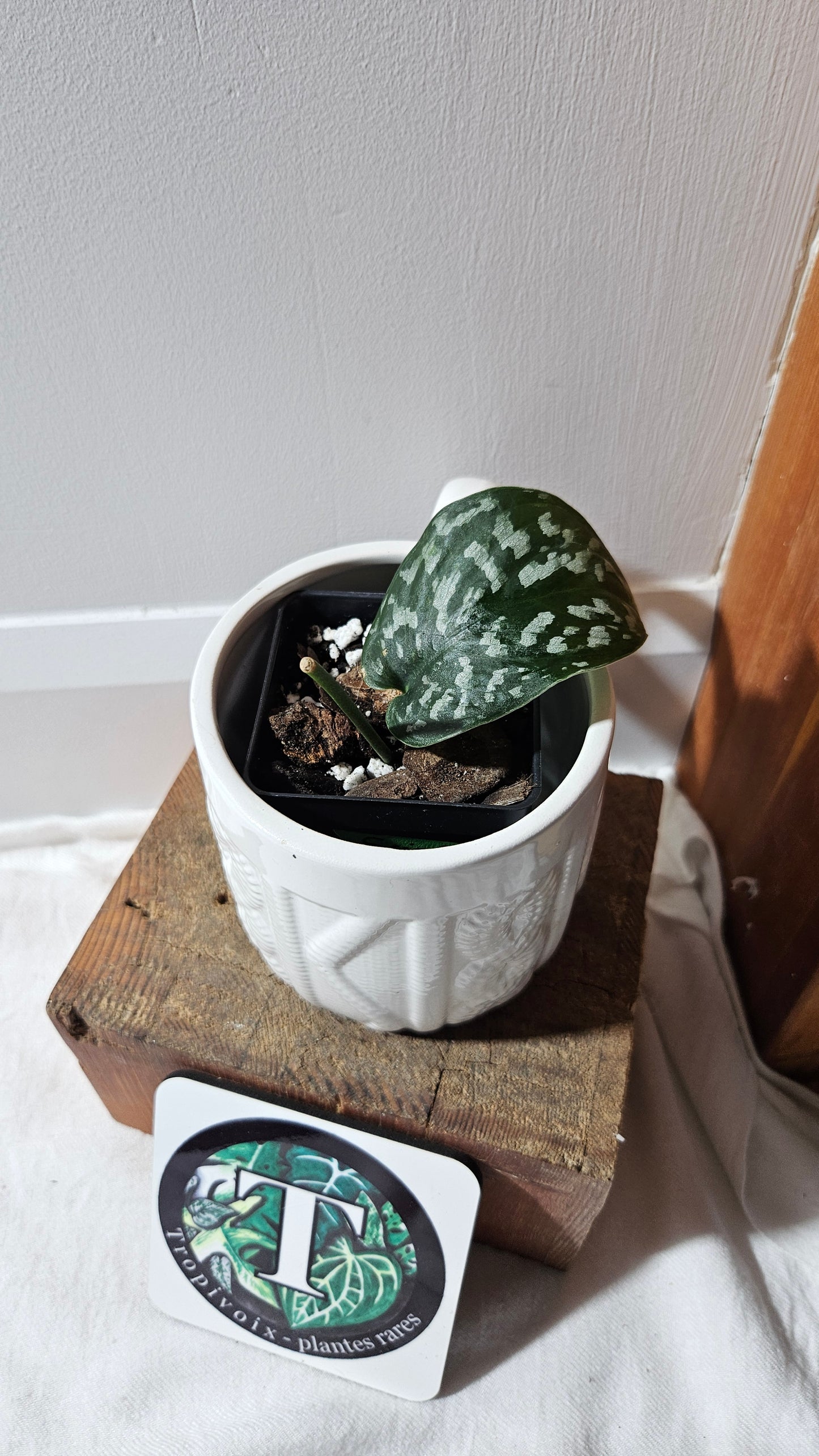 Scindapsus Exotica Batik (SCI-1116)