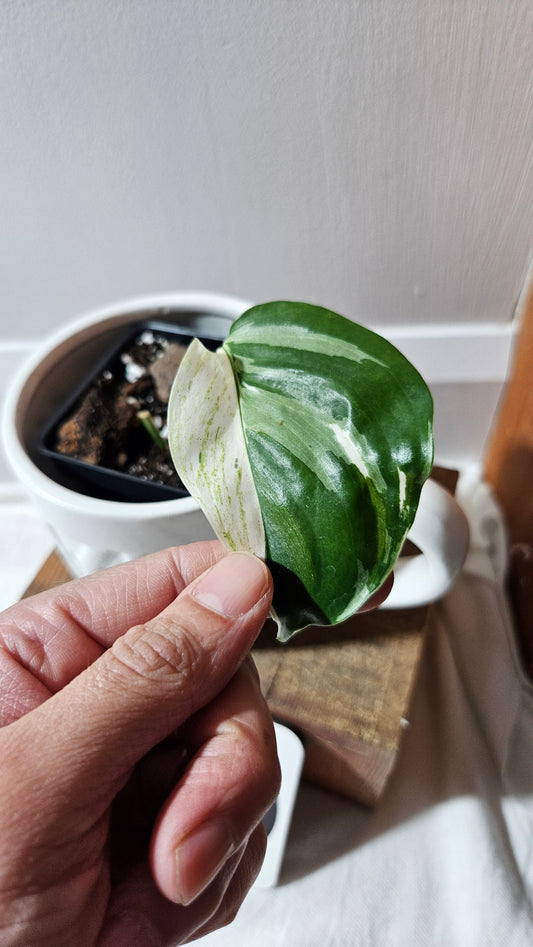 Scindapsus Blue Albo Tricolore (SCI-1102)
