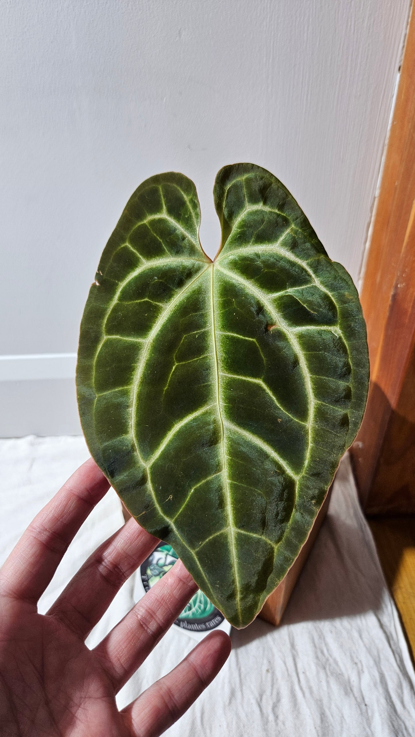 Anthurium Besseae Aff Dark "Format MOYE/LARGE" (ANT-618)