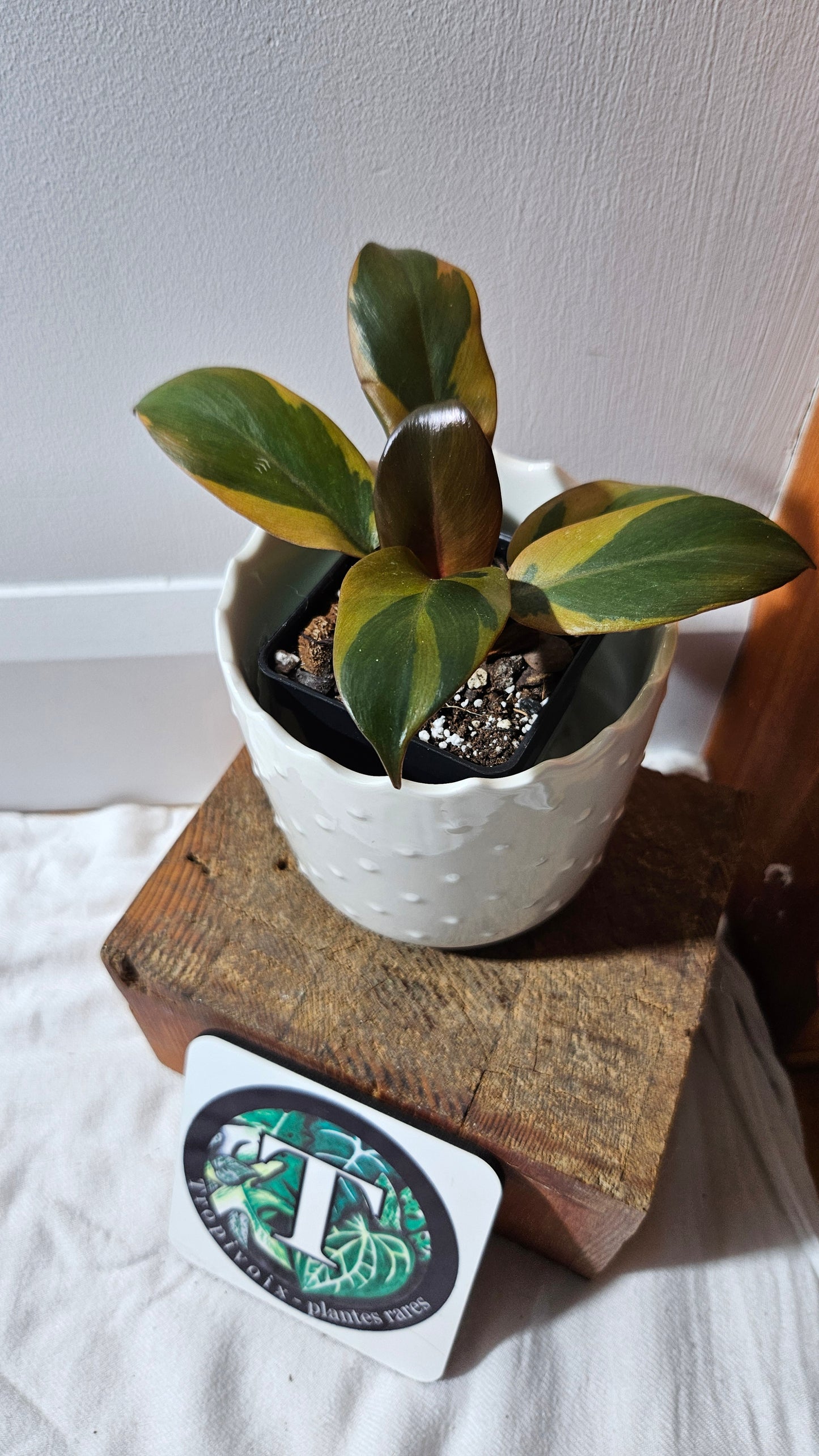 Philodendron Black Cardinal Variegata (PHI-890)