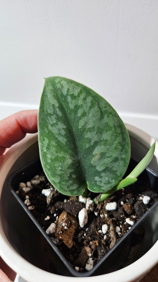 Scindapsus Venom (SCI-1302)