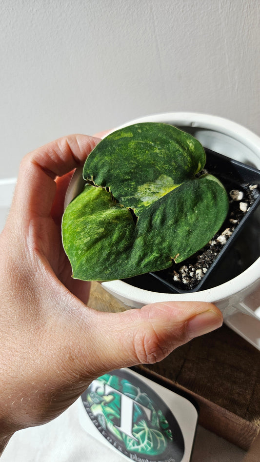 Scindapsus Parahiyangan (SCI-1067)