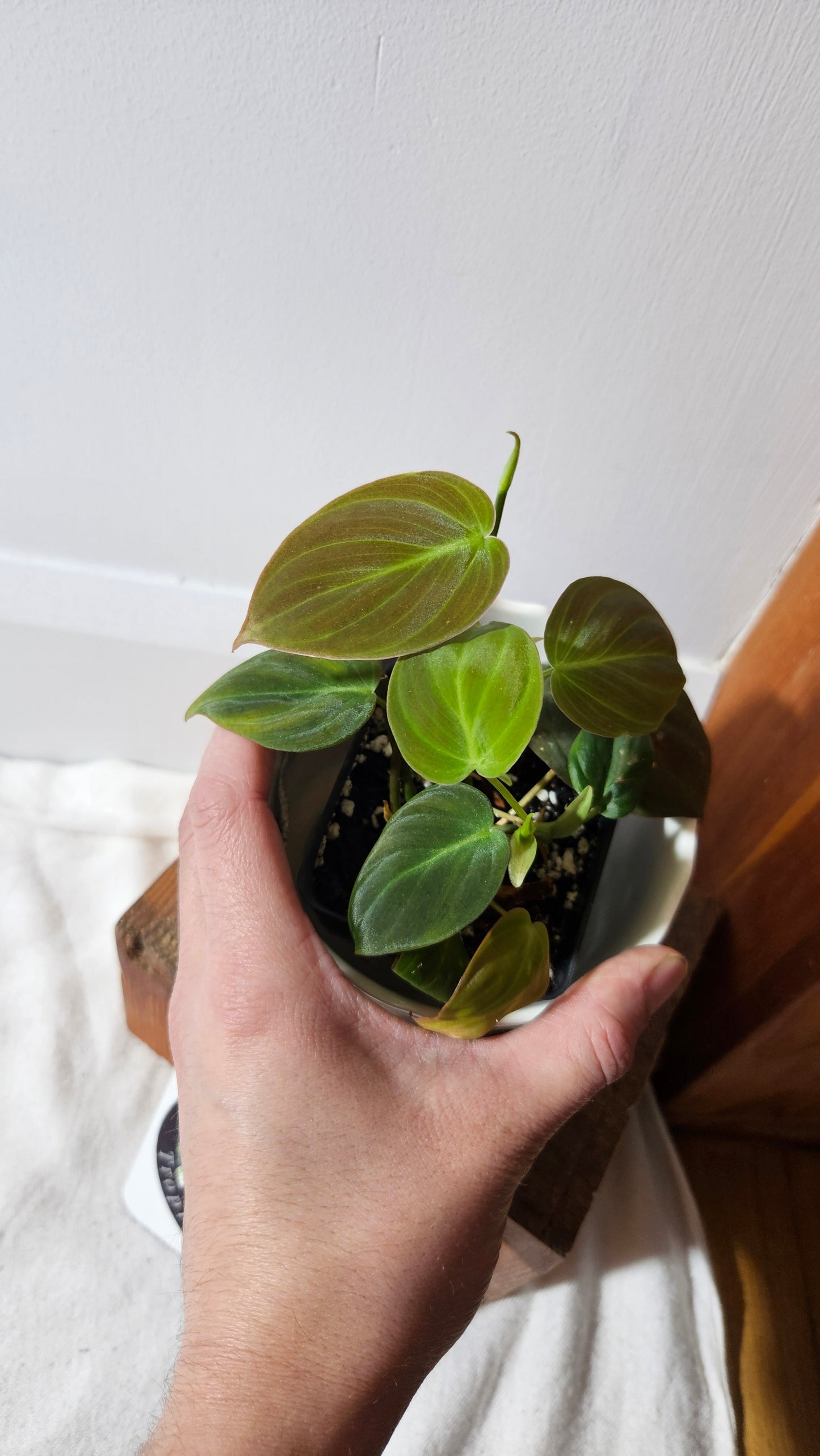 Philodendron Mican Var. REVERT (PHI-787)