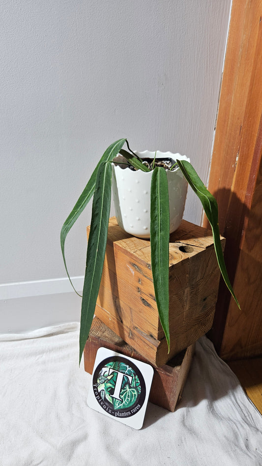 Anthurium Pallidiflorum Narrow "format MOYEN"(ANT-451)