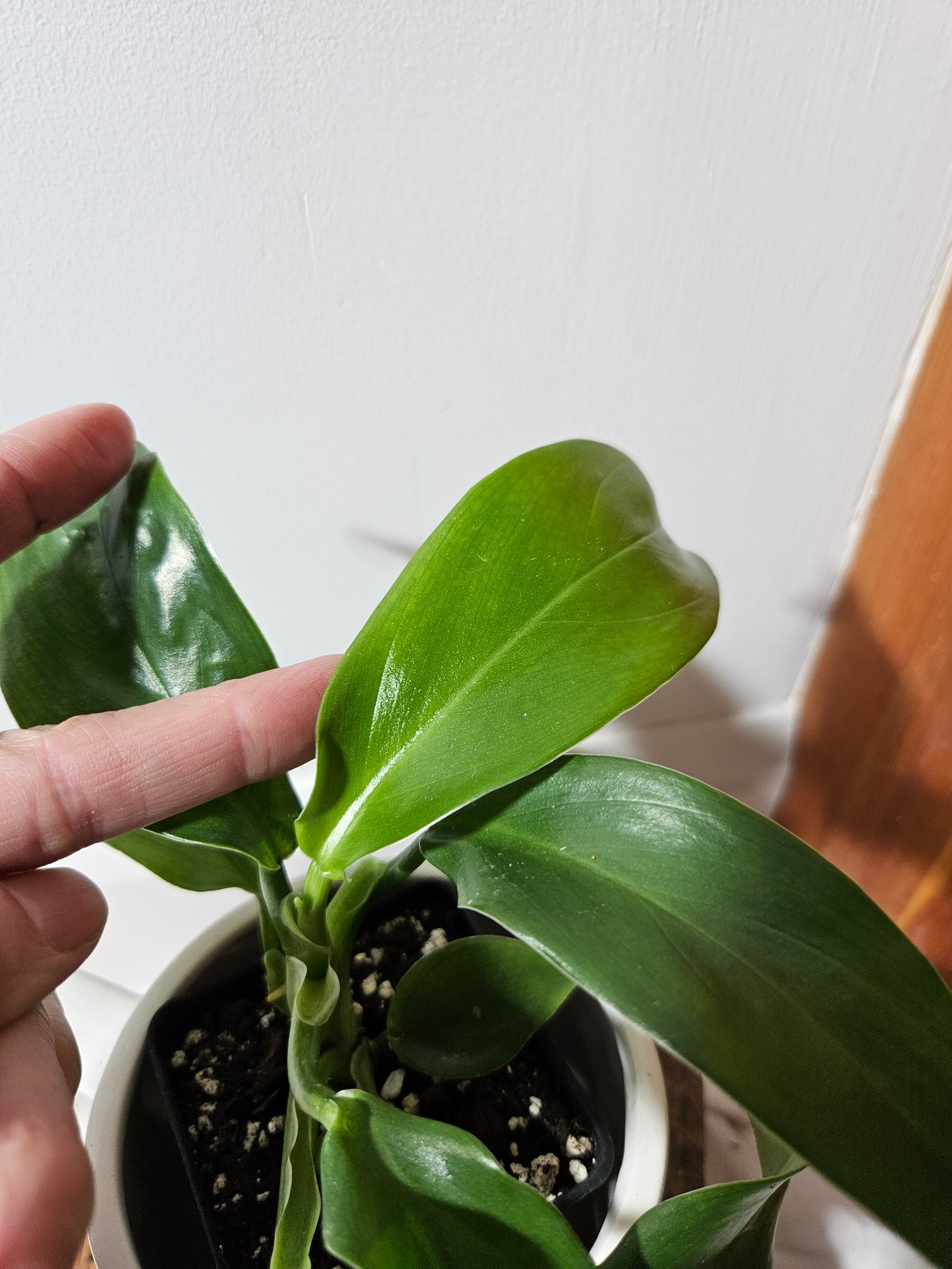 Philodendron Tripartitum (PHI-476)