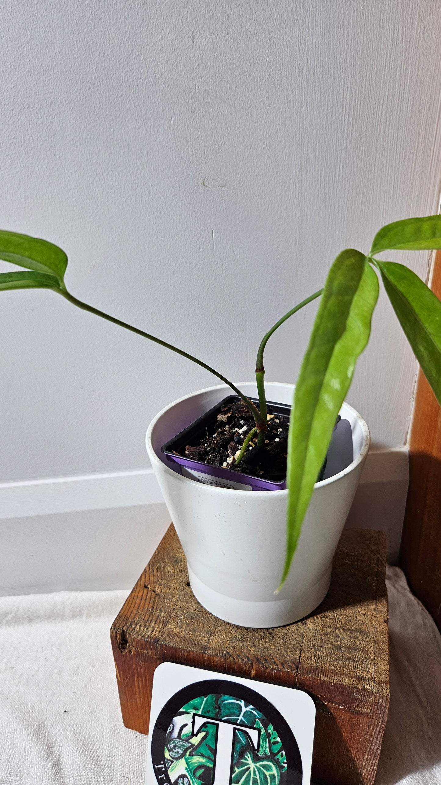 Anthurium Polydactylum "format MOYEN" (ANT-148)