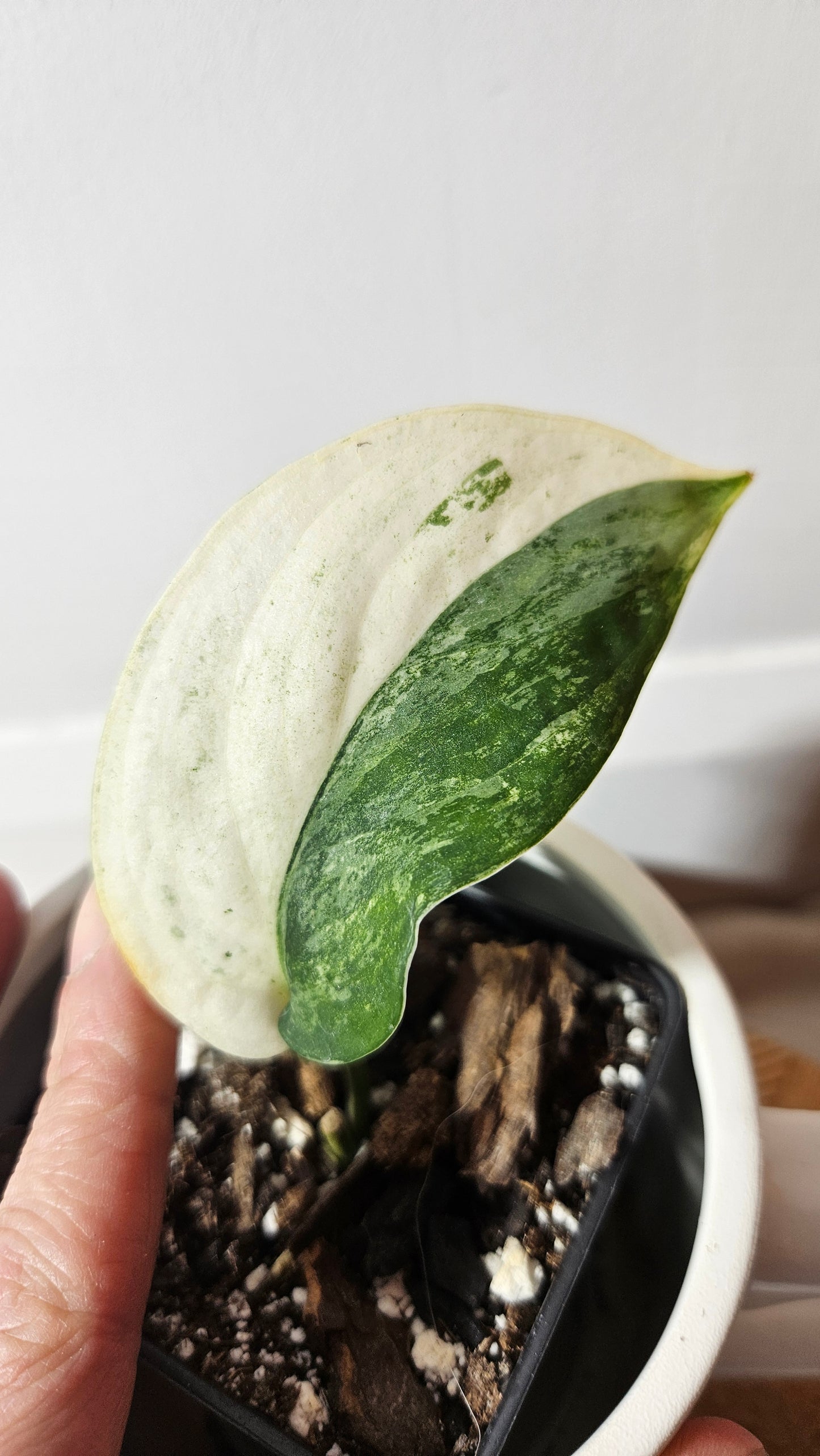 Scindapsus Silver Splash Halfmoon Variegata (SCI-662)