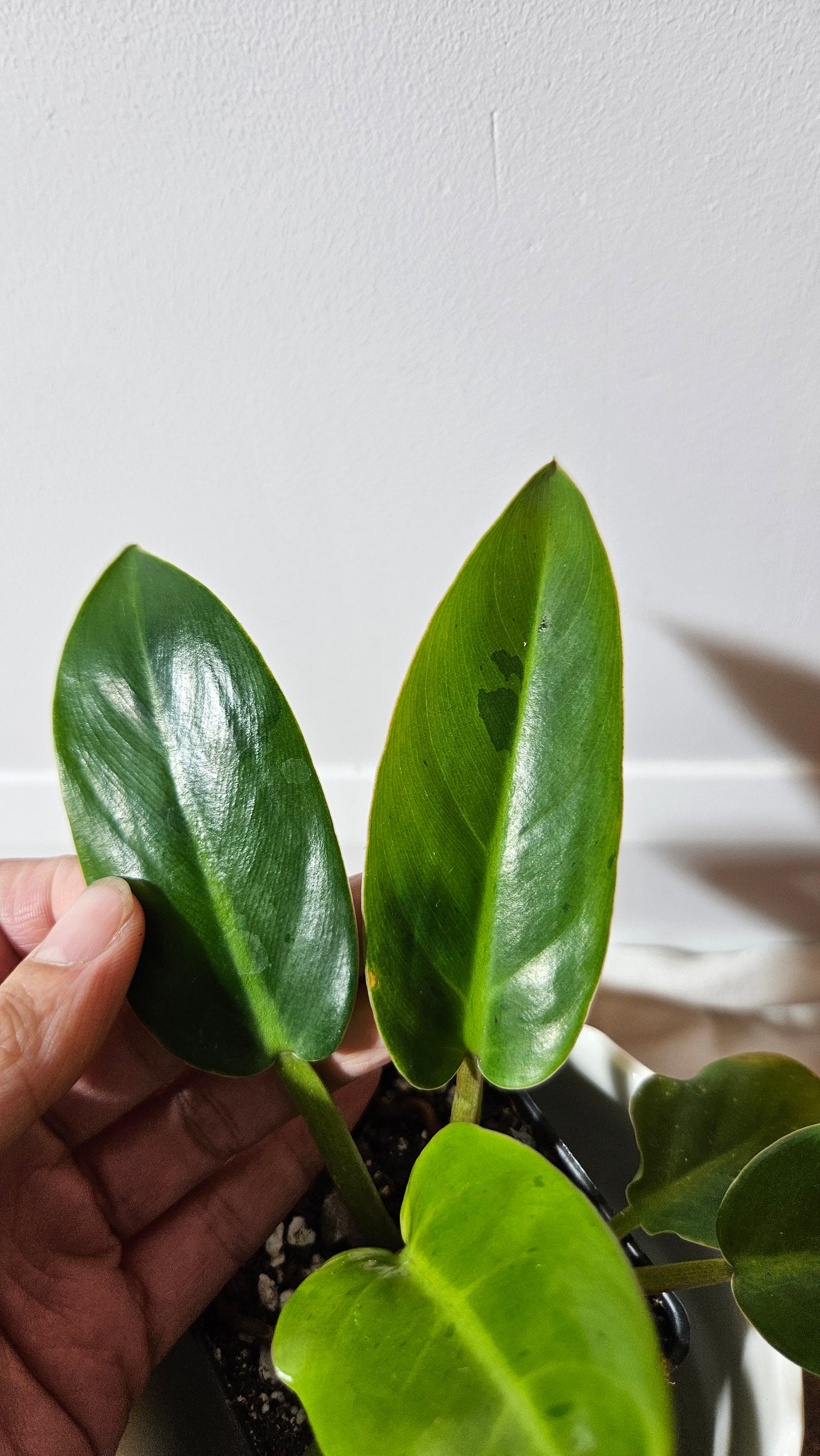 Philodendron Ruaysuap Variegata (PHI-576)