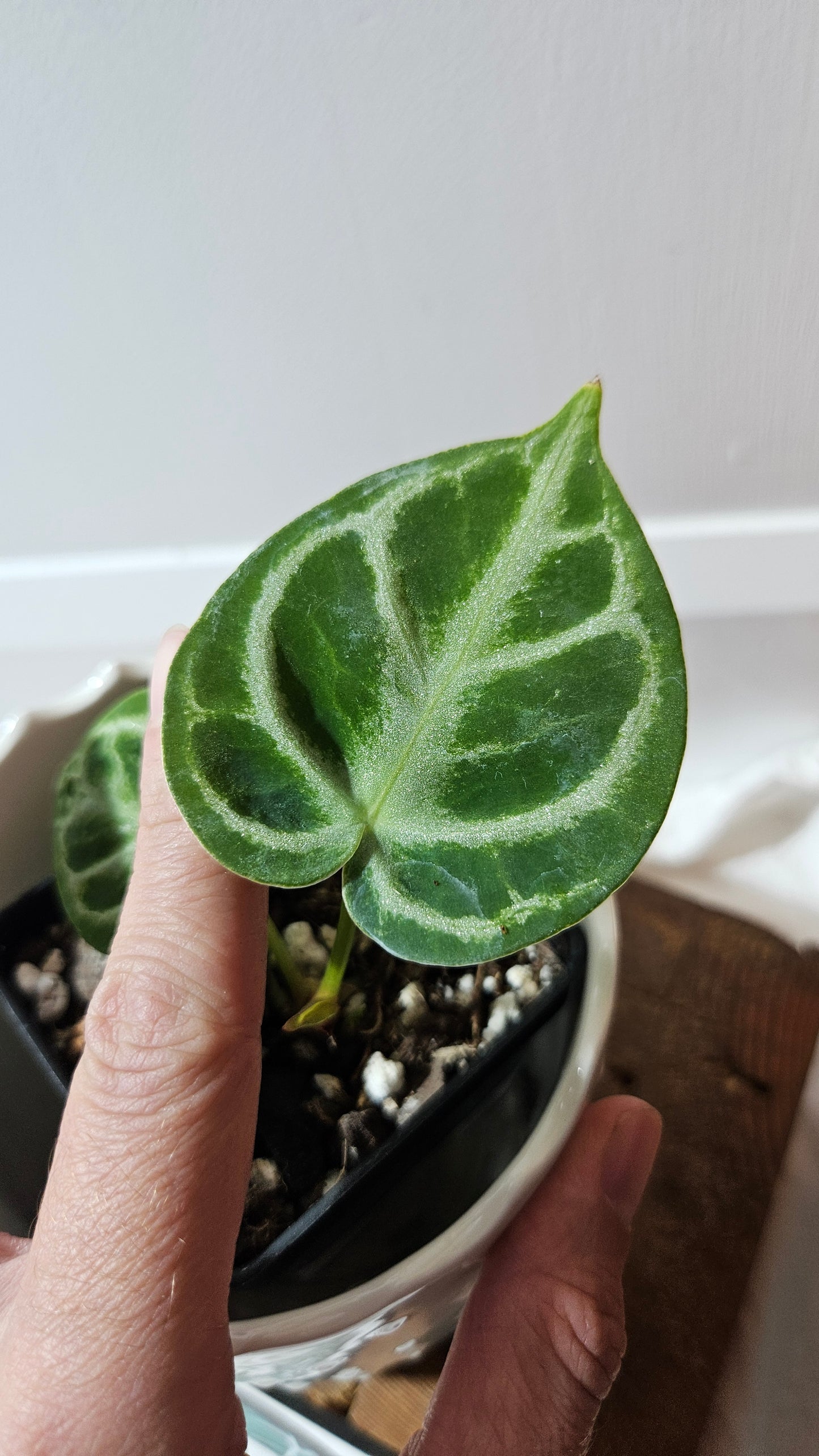 Anthurium Dorayaki Silver "format PETIT"( ANT-577)