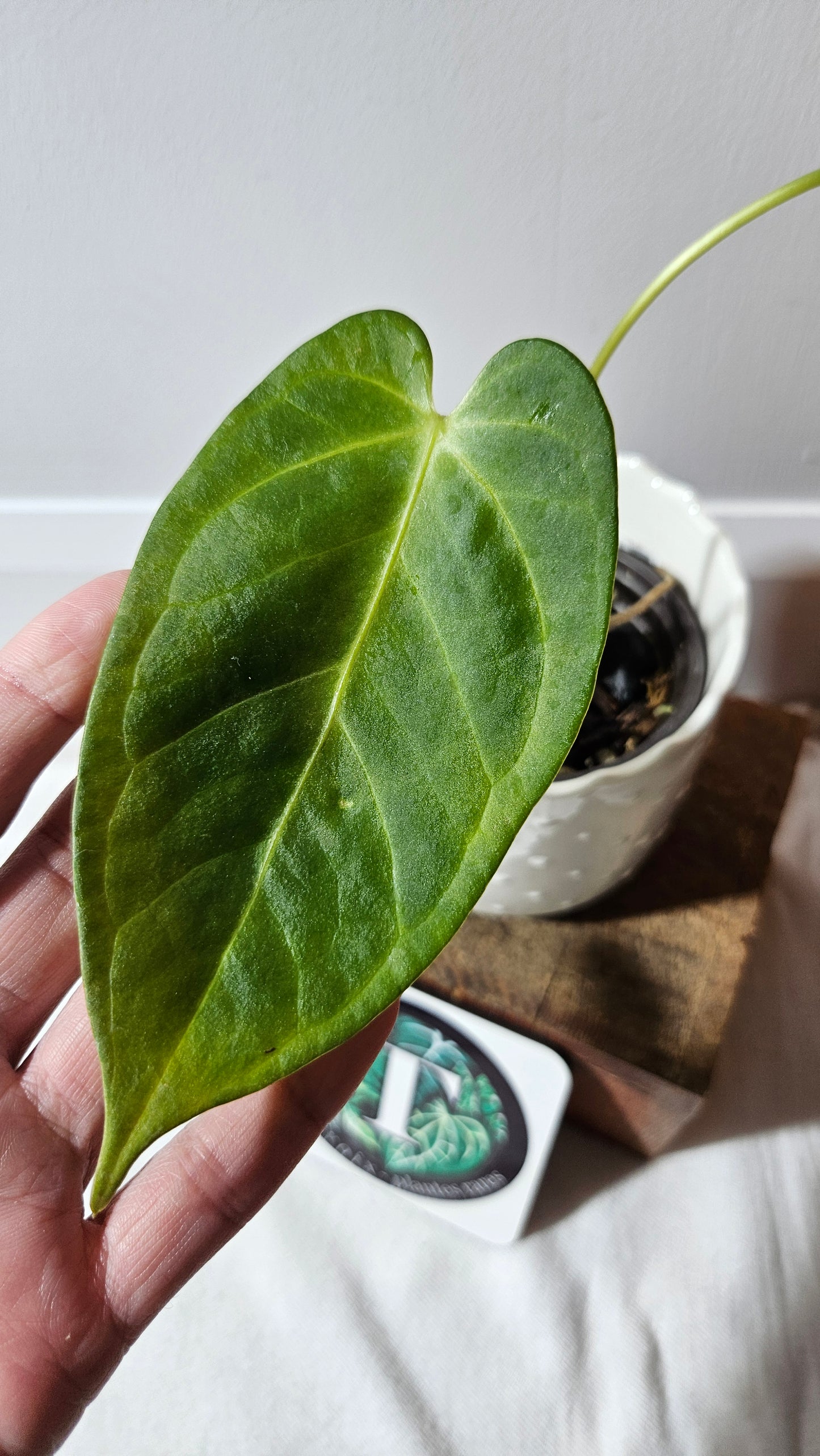 Anthurium Silver Blush X Subsignatum "format MOYEN" (ANT-386)