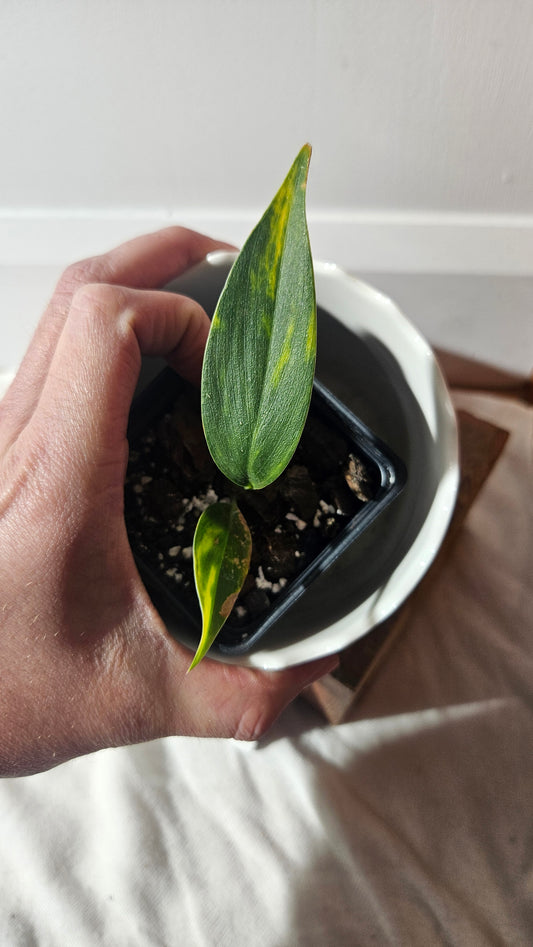 Scindapsus Coriaceus Aurea (SCI-941)