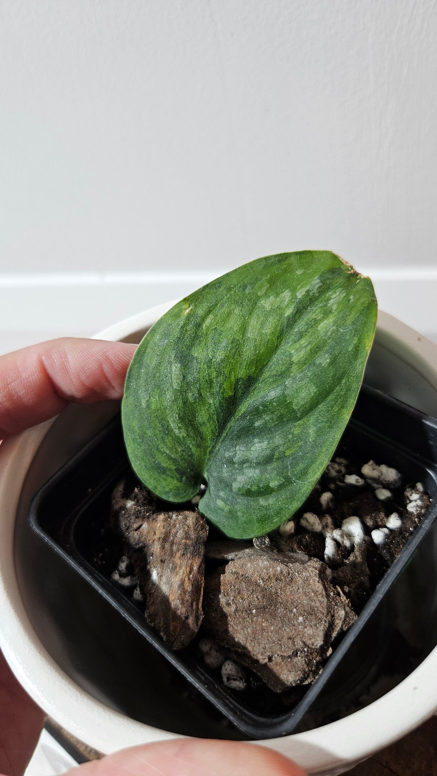 Scindapsus Green Dragon Variegata (SCI-1172)