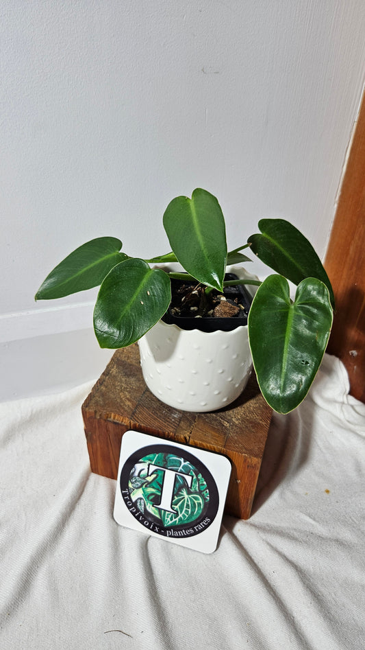 Philodendron Ilsemanii Green (PHI-693)
