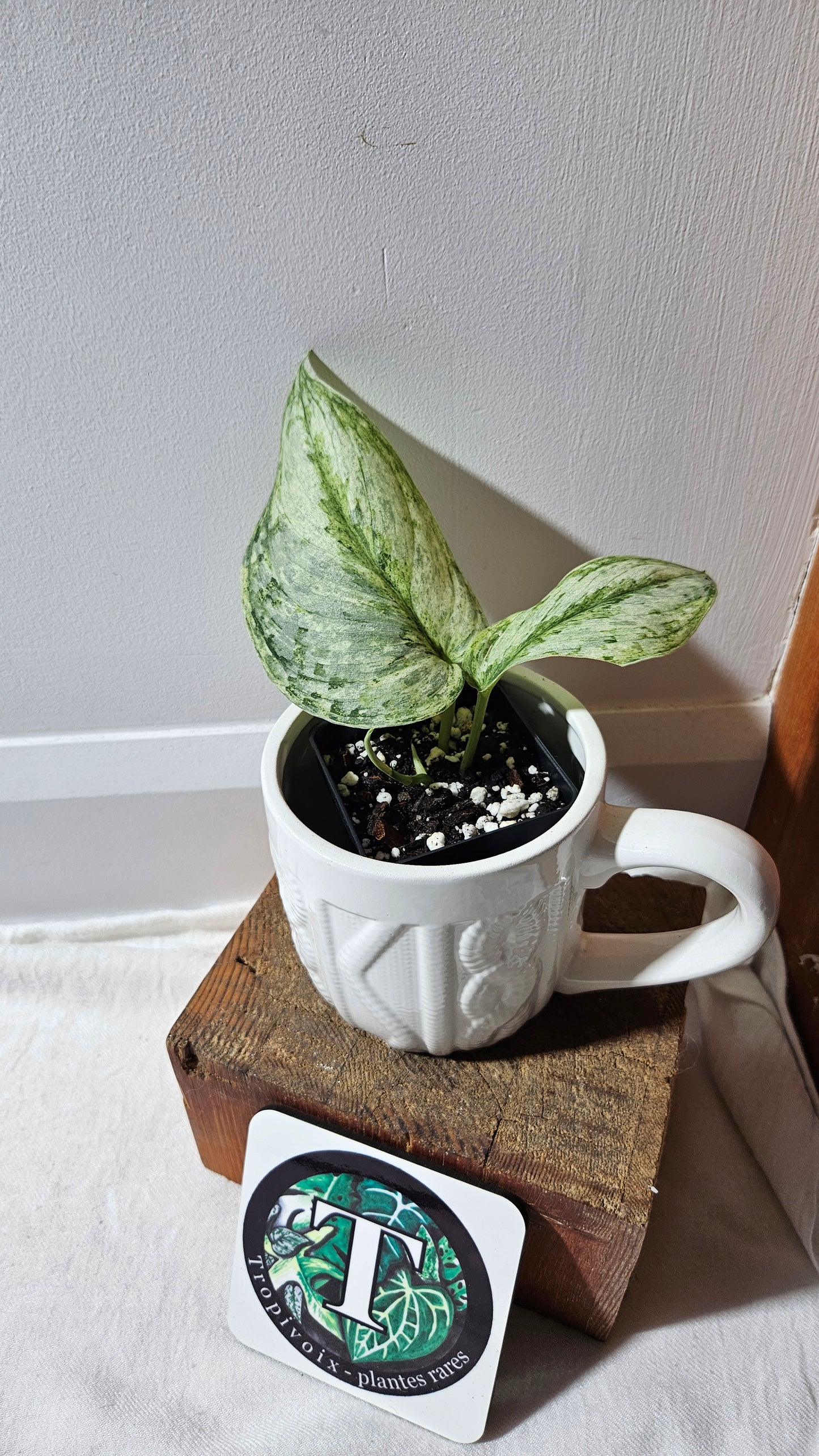 Scindapsus Peasun (SCI-1060)