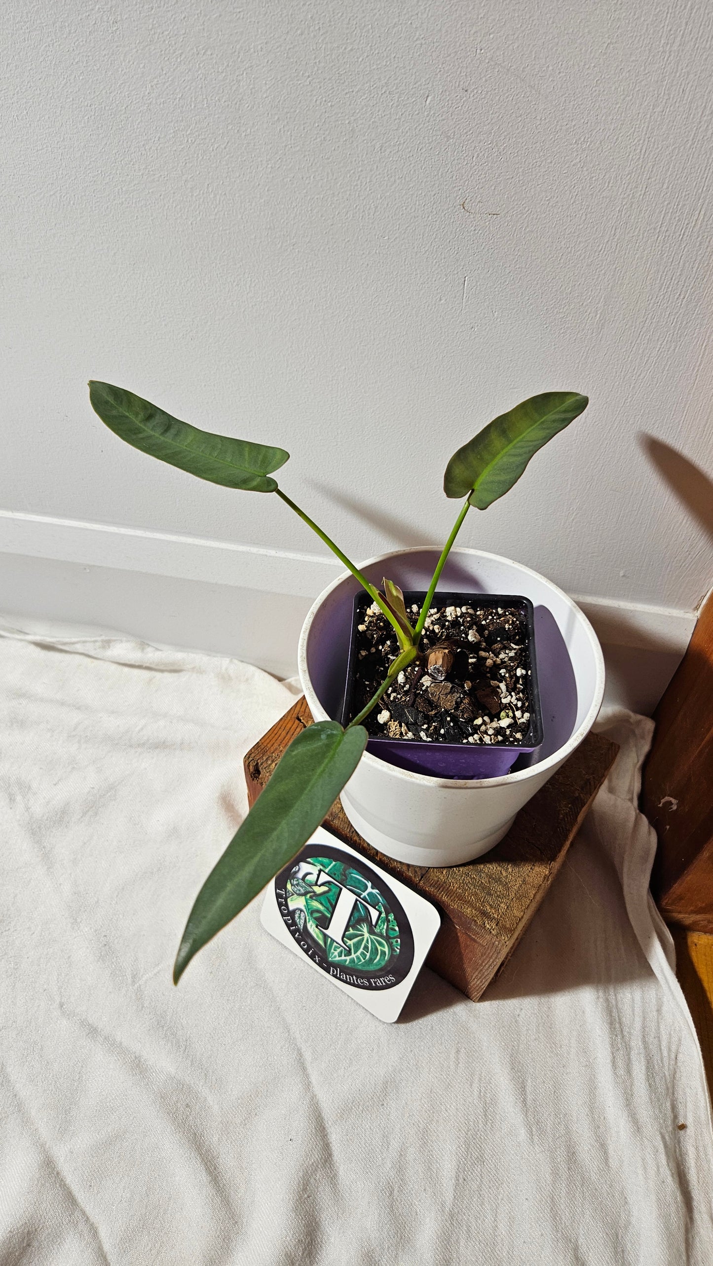 Philodendron Atabenpoense (PHI-943)