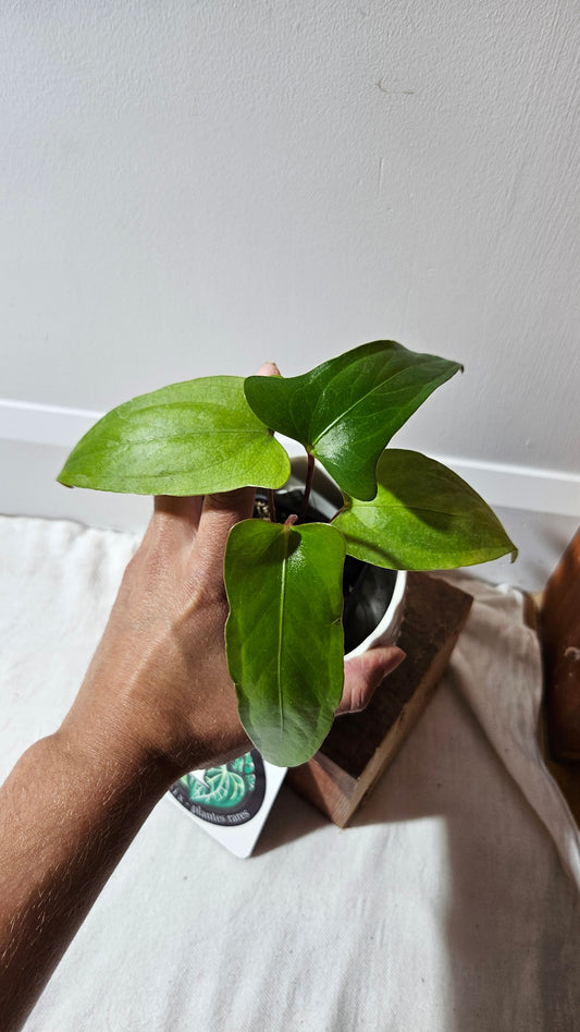 Anthurium Pinkleyi "SEEDLING format" (ANT-189)