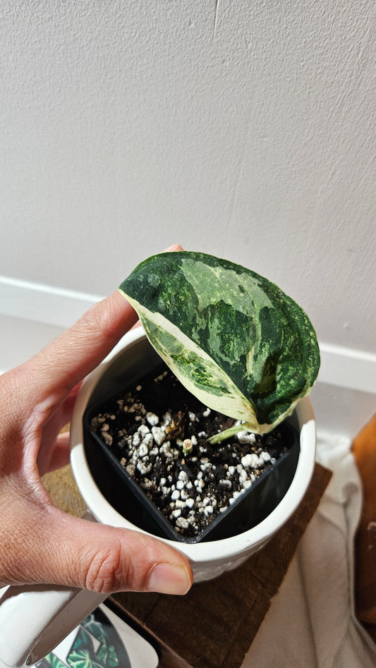 Scindapsus Black Dragon white (SCI-1074)