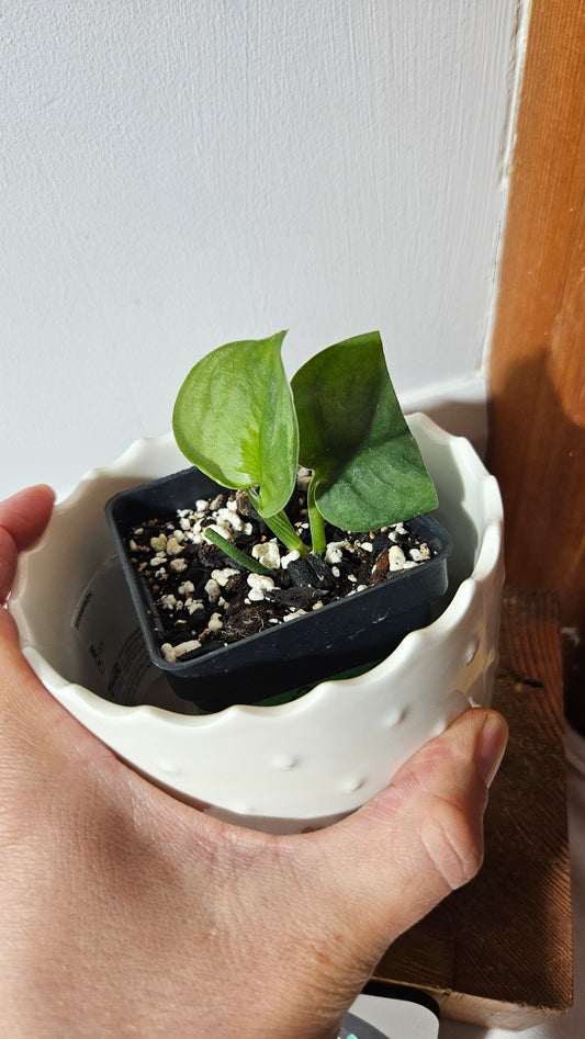 Scindapsus Dark Splash (SCI-1034)