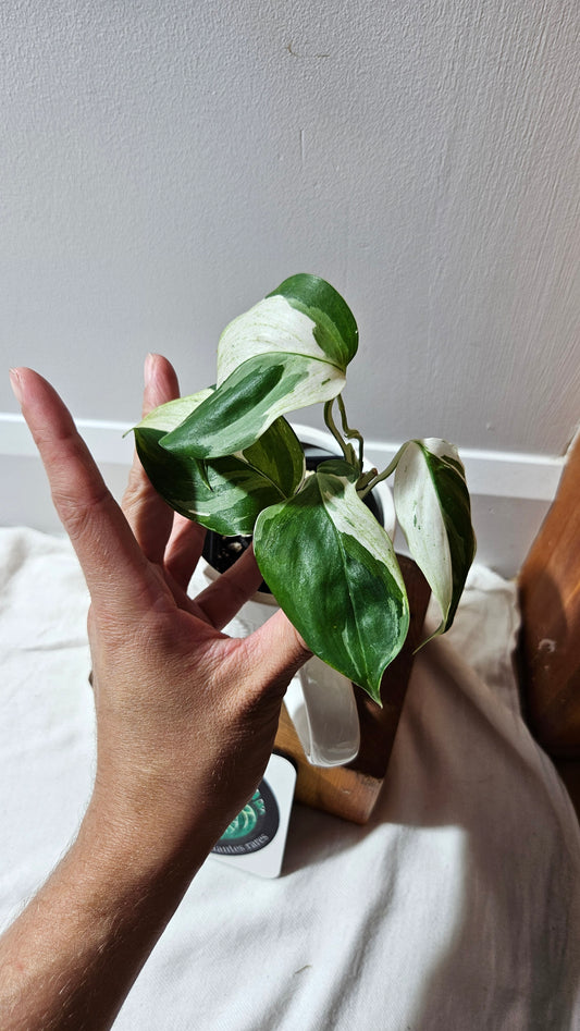 Scindapsus Blue Albo Tricolore (SCI-1241)