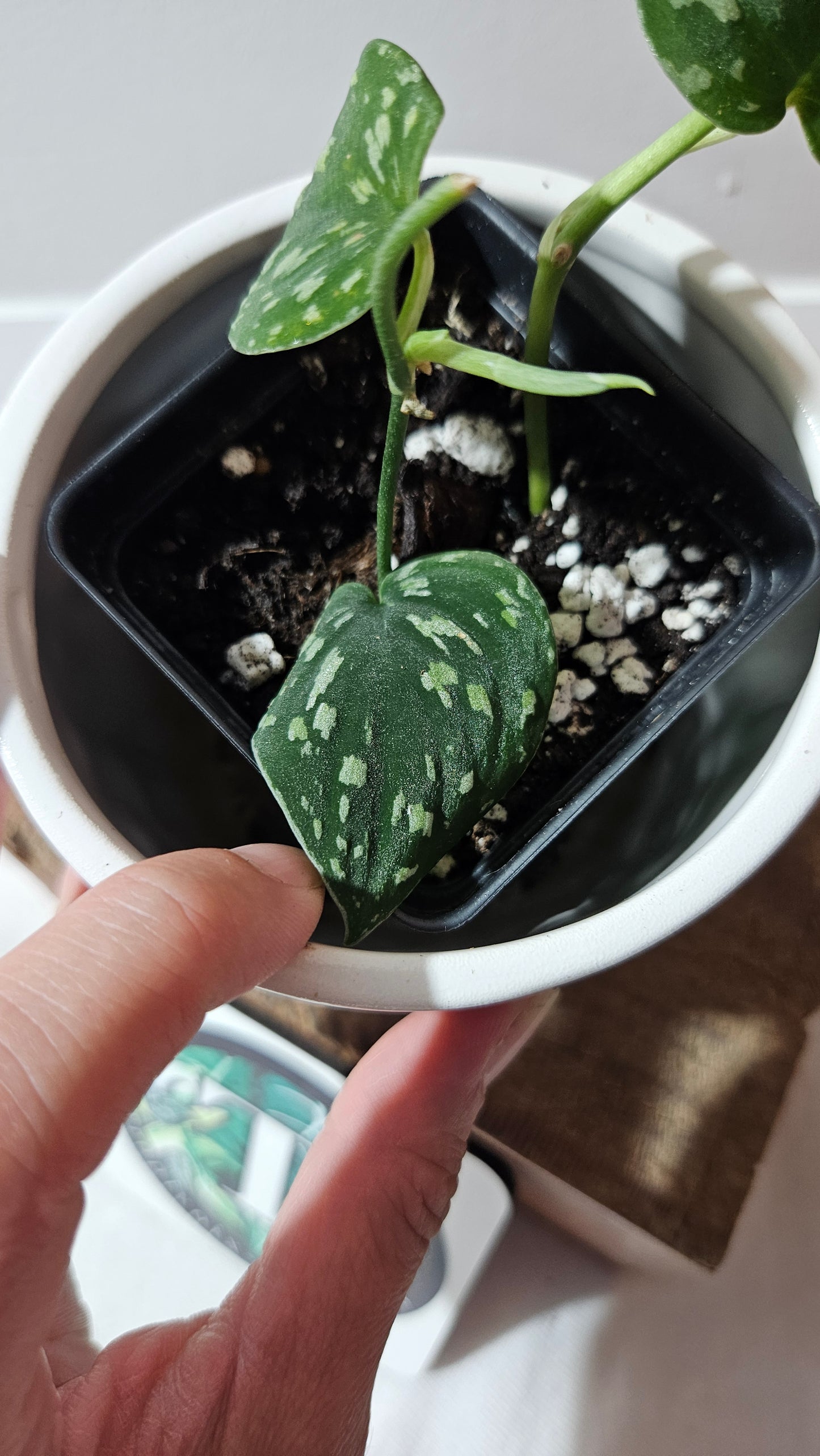 Scindapsus Tricolor Dark Form (SCI-1134)