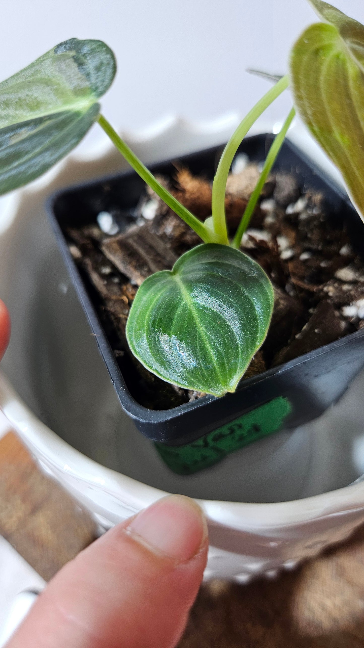 Philodendron Melanochrysum Variegata (PHI-551)