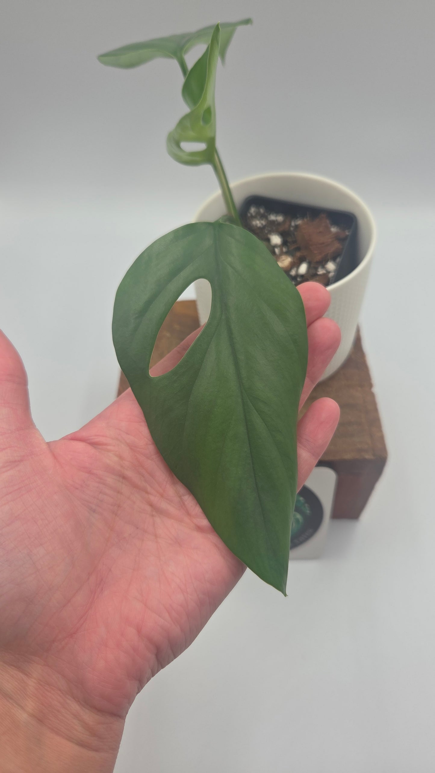 Raphidophora Pertusa (AUT-100)
