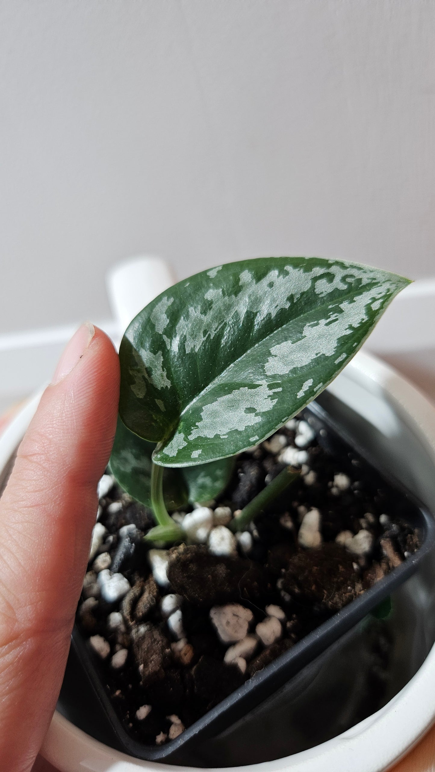 Scindapsus Dark Tricolore (SCI-1224)