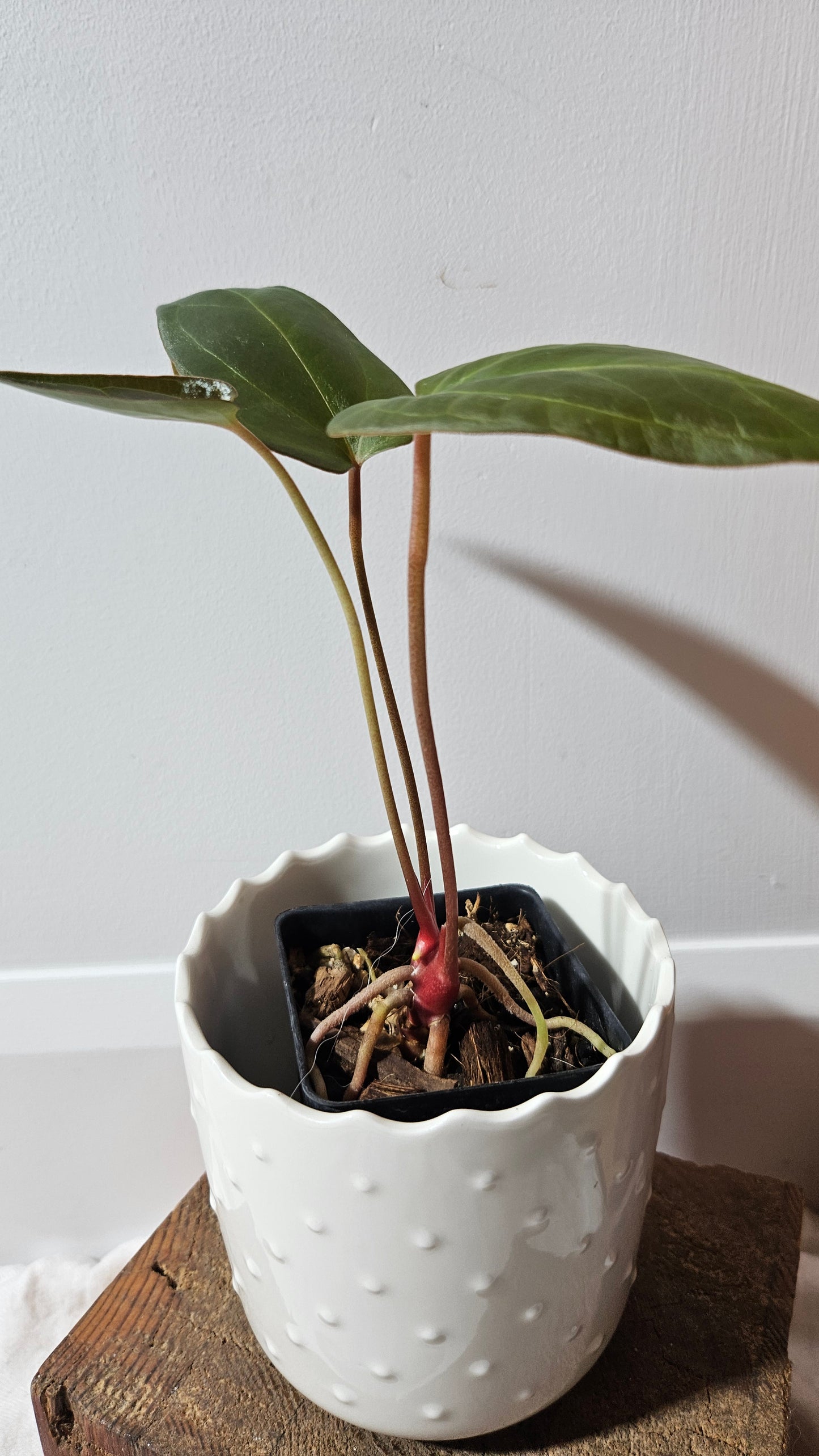 Anthurium Luxurians X Napo "format MOYEN" (ANT-249)