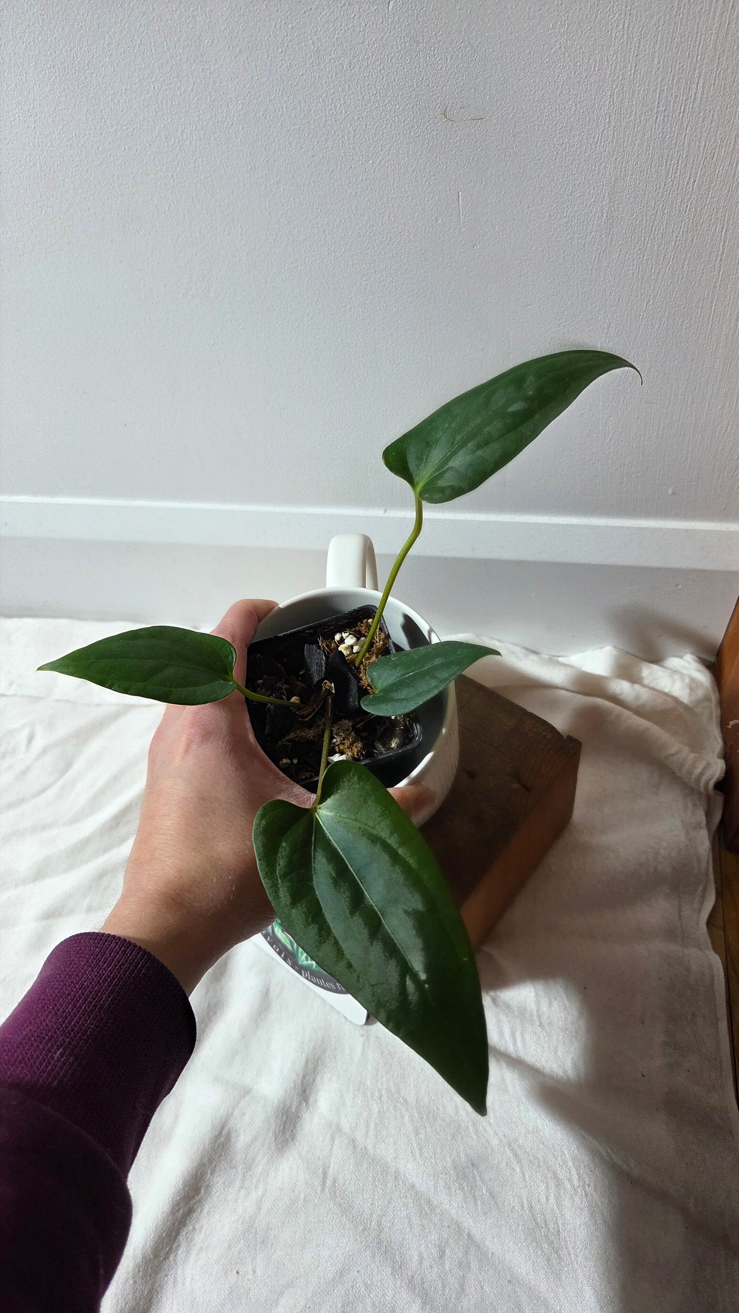 Anthurium Luxurians X Napo "format MOYEN" (ANT-656)