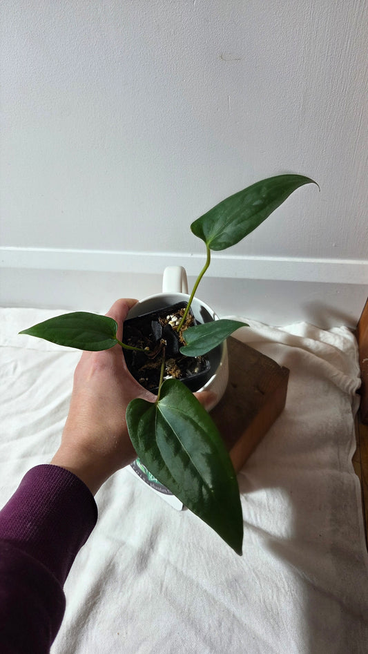 Anthurium Luxurians X Napo "format MOYEN" (ANT-656)